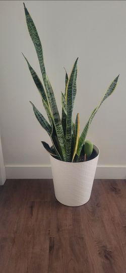 Spider plant