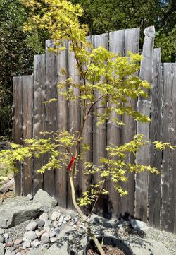 Japanese Maple Standard Green