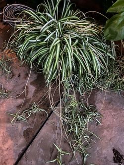 Super huge spider plant