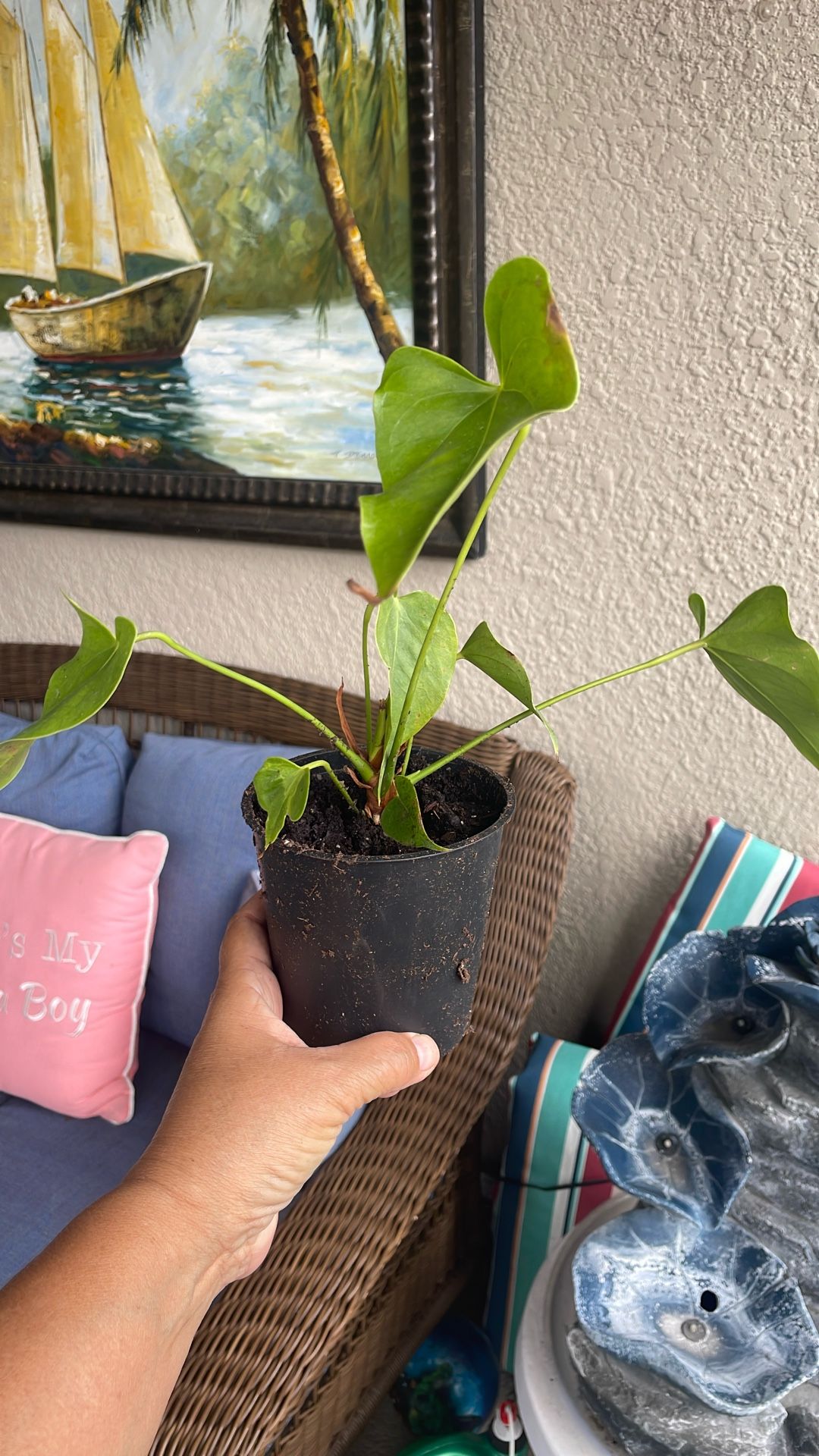 Plant $3