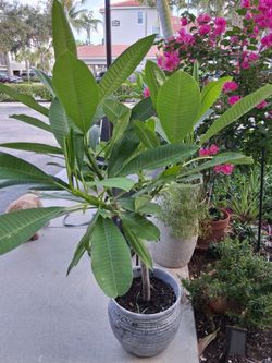 Plumeria (frangipani) Gray textured container H55"