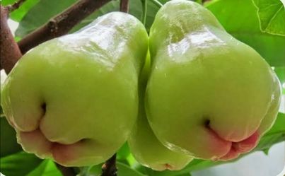 Green Wax Jambu/ Water Apple tree