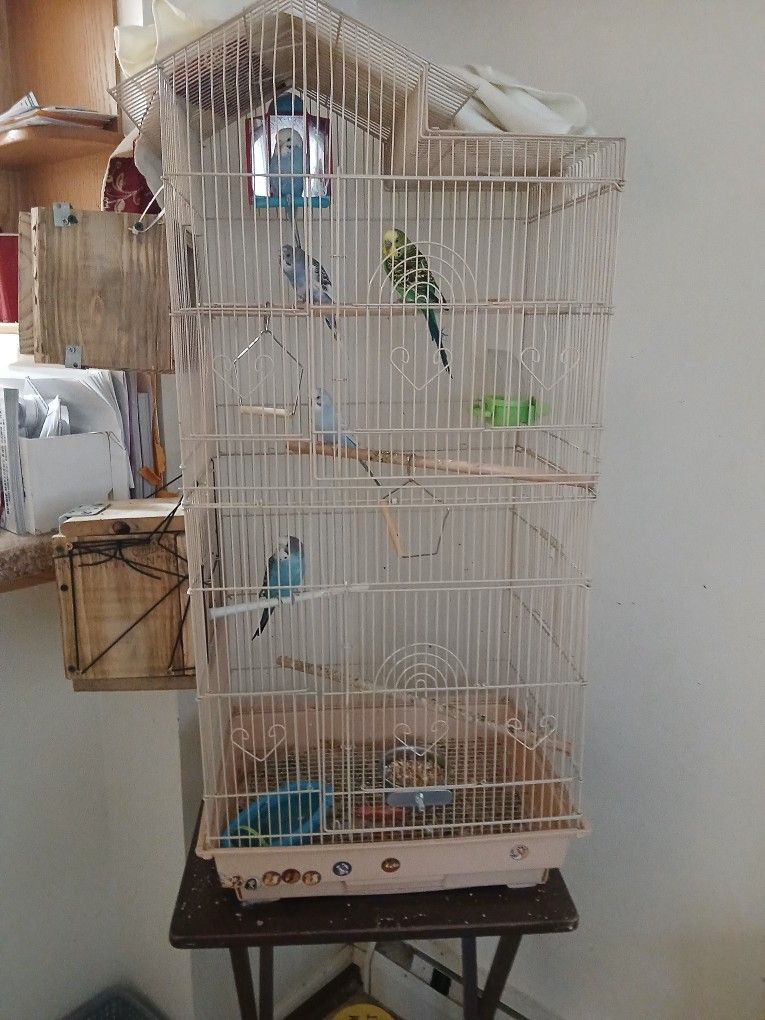 Birds And Cage