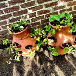  ORGANIC STRAWBERRY PLANTER … MOTHERS DAY-fully planted with 10 Albion strawberry plants