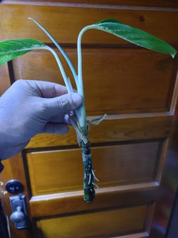 Dumb Cane Plant