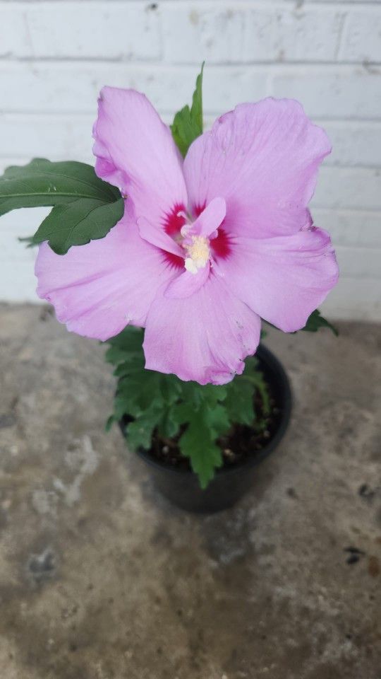 Bonita Rosa