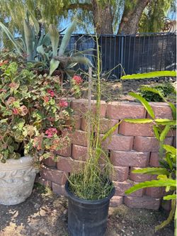 Tall pencil stick plant