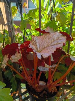 Rare begonia