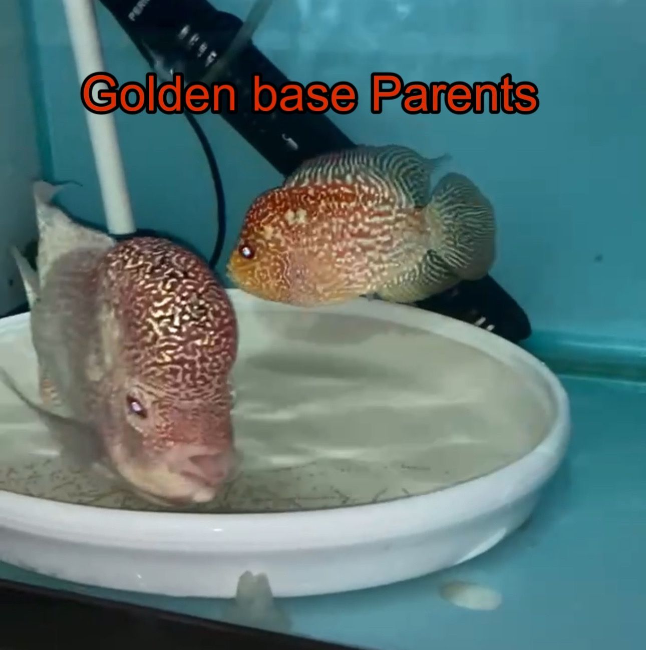 Golden Base Flowerhorn