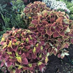 Huge plant, herb and vegetable sale