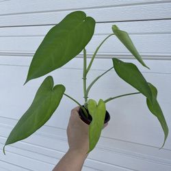 Beautiful Syngonium Chiapense Plant
