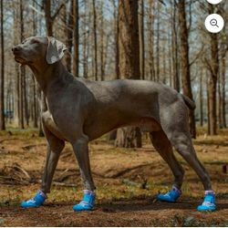 XL Dog Shoes 