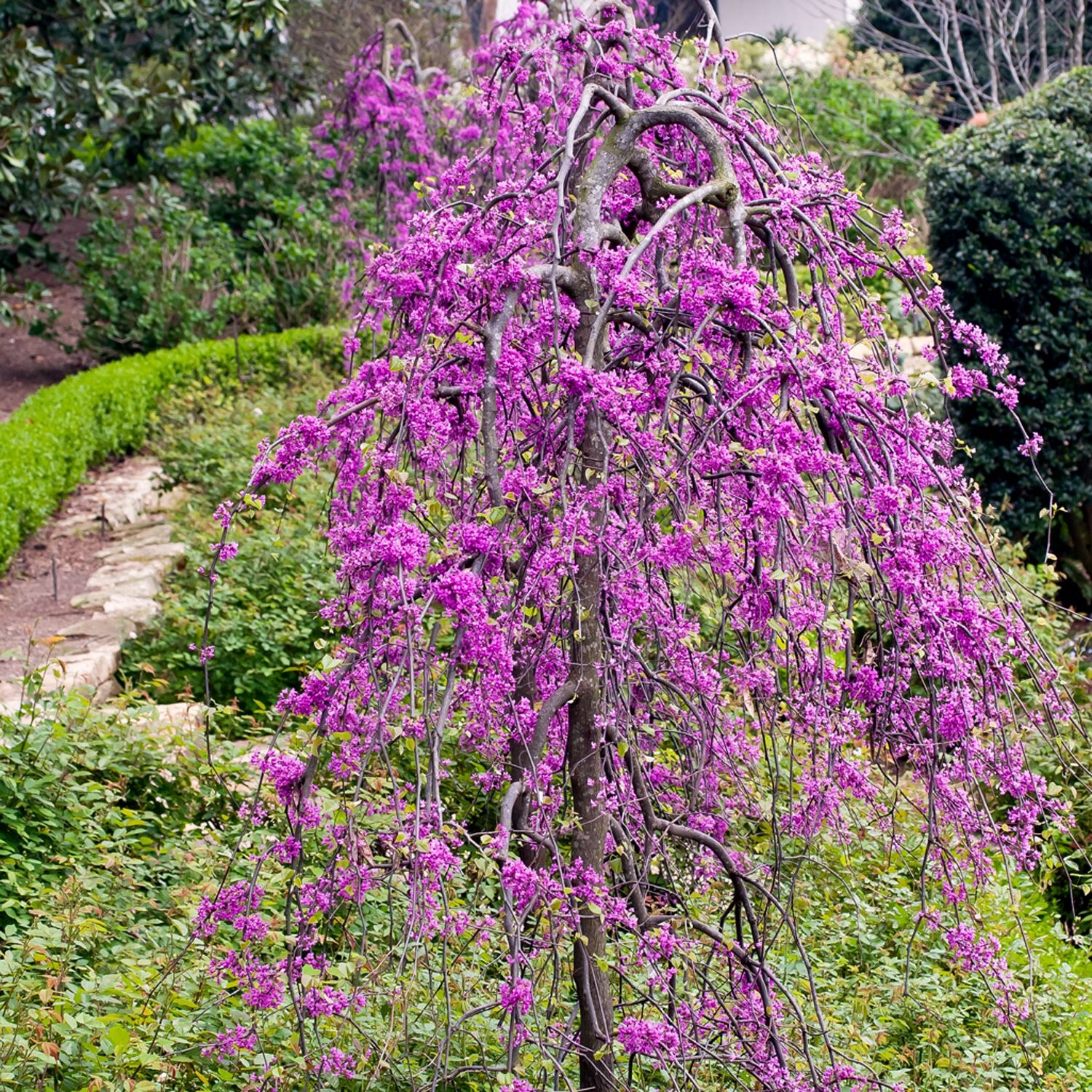 ‘Ruby Falls’ weeping redbud trees