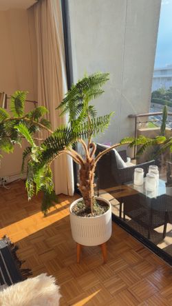 West Elm Mid-Century Turned Wood Leg Planter – Gold Stripe – With Large Fern