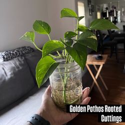 Golden Pothos Cuttings