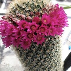 Mammillaria spinosissima cactus  🪴🌵🌺🌸