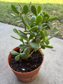 Arbolito De Jade