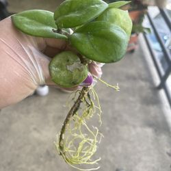 Hoya Chelsea cutting #1 - Cash Only