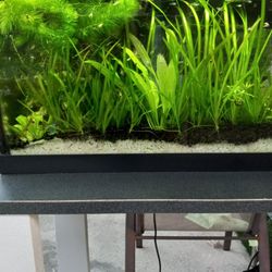 20 Galons Aquarium With Aquatic Plants Substrate And Sand For Healthy Plants ,Filter  ,light Filter And Stand...$200