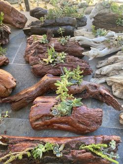 Driftwood Succulent Planters Hand Crafted And Stained