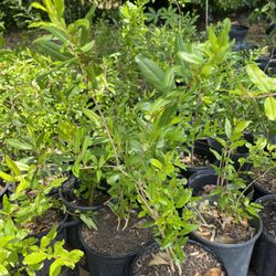 Pomegranate Plants 