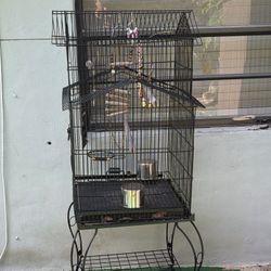 Bird Cage 