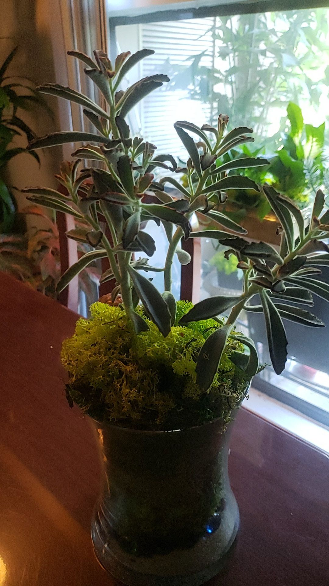 Sacculent plant in glass vase