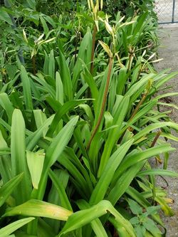 White Lilies