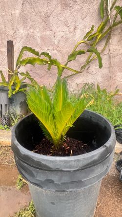 Sago palm