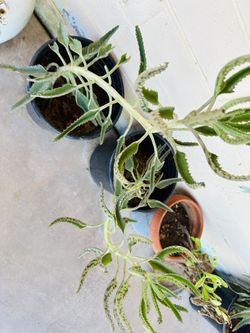 KALOANCHE PLANTS MEDICINAL MALA MADRE READY FOR TRASPLANTER
