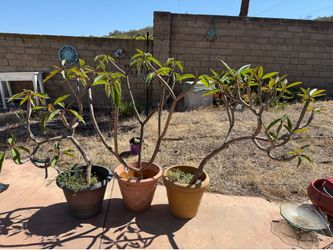 PENDING PICK UP  3  Plumeria plants
