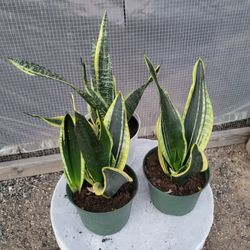 Snake Plant 6" Pot $ 7 Each