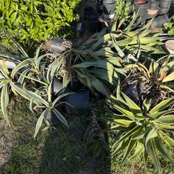 Potted Agave Plant