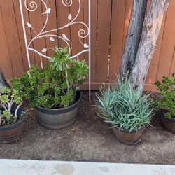 4 Large Potted Succulent Plants
