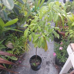 Coffee plants Florida Native Landscape plant