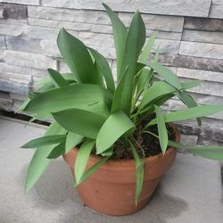 Heavy Duty Terra Cotta Planter With Red Tulips! Ready To Bloom!