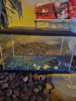 Fish Tank