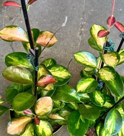 Hoya Australis Lisa lan cảm cù đột biến