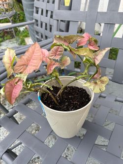 Pink variegated syngonium