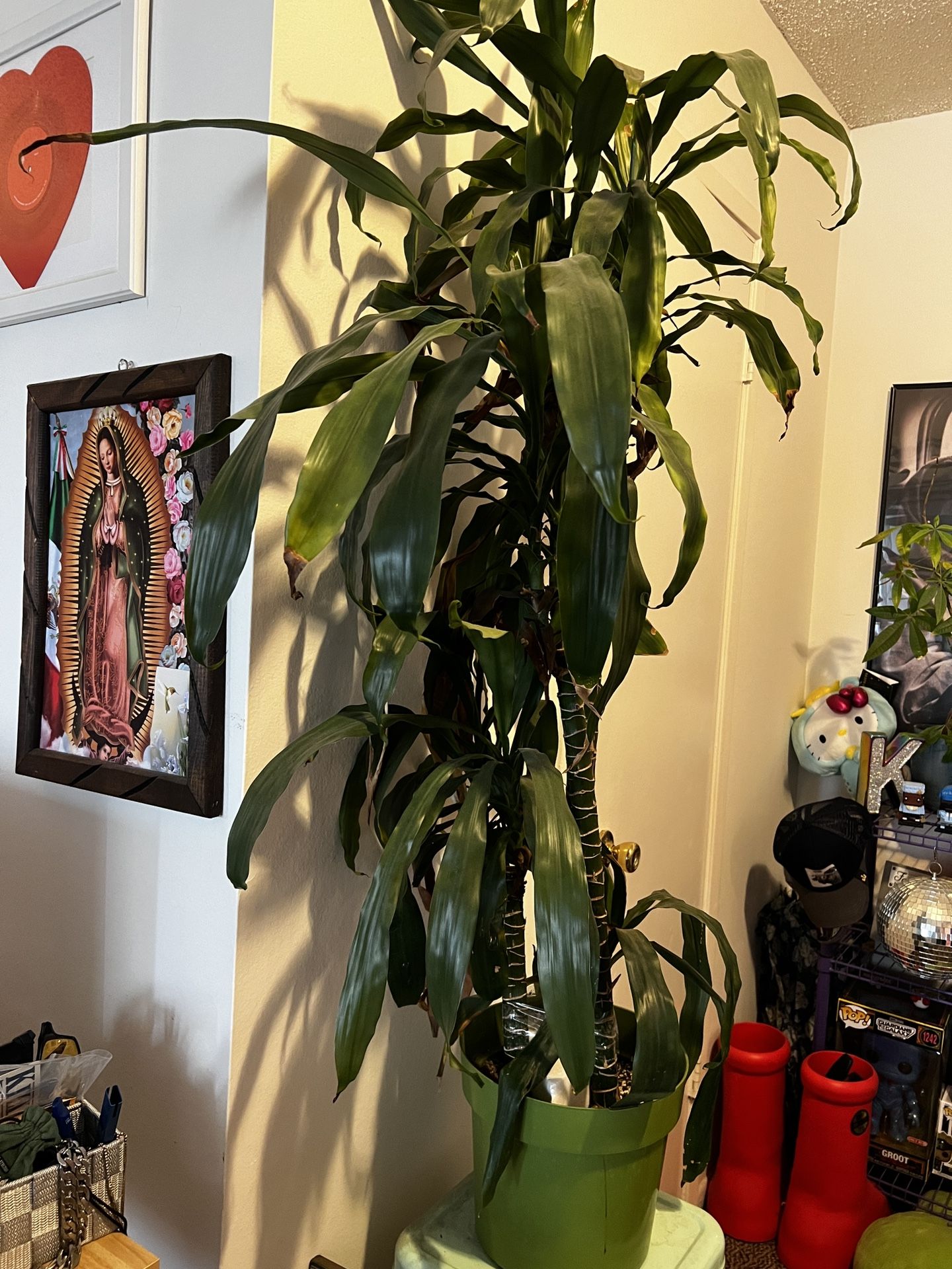 Dracaena Plant for Sale in Whittier, CA - OfferUp