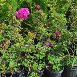 Crape Myrtle Trees 1gallon 3ft Tall Purple In Pink Red