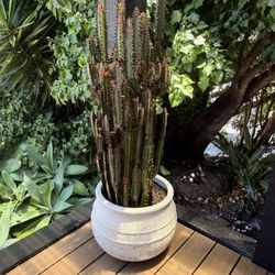 Nice, Mature Cactus - Both Potted 