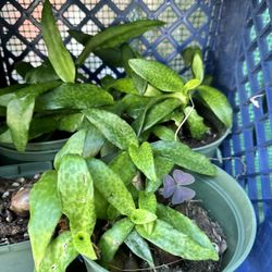 Leopard Lily / Silver Quill 