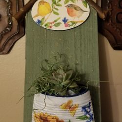 Succulent plants Arrangement 