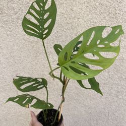 Beautiful Monstera Adonsonii ( Wide Leaf ) Plant