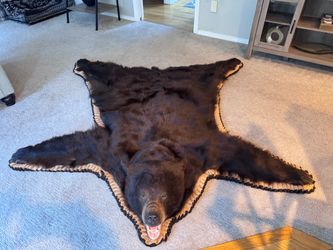 Black Bear Full Body Taxidermy Rug