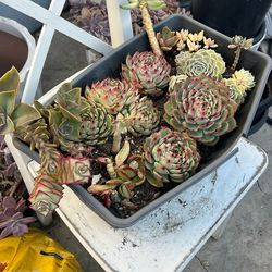 Beautiful SUCCULENTS PLANTS / Planta Suculenta