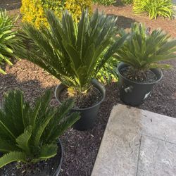 Sago Palms 