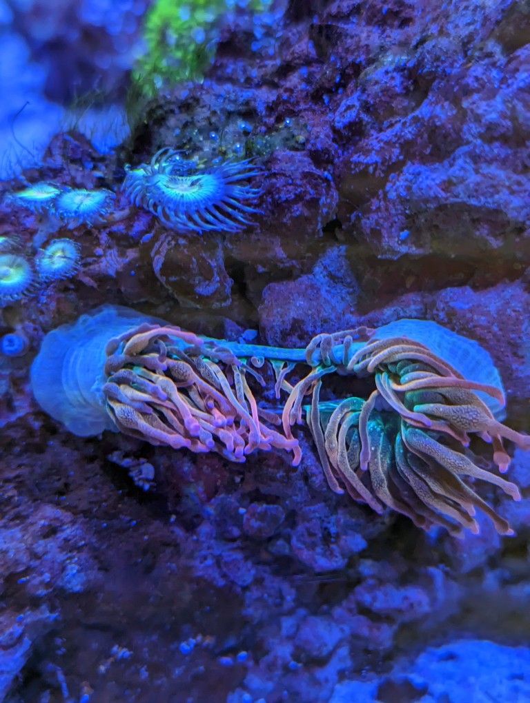 Rainbow BTA