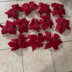 12 Poinsettias 